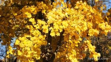 秋天的树上，黄叶沙沙作响